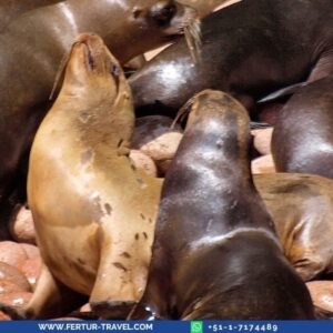 Sea lions congregate on the Ballestas Islands, Paracas, Peru