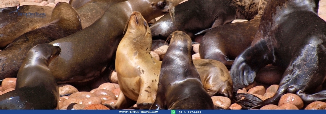 Colonia de lobos marinos descansando sobre las rocas de las Islas Ballestas en Paracas — la abundante fauna marina que usted observará de cerca durante esta excursión de un día desde Lima a la Reserva Nacional de Paracas.