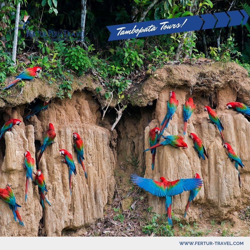 Posada Amazonas Lodge - Foto Guacamayos y Loros en una Collpa de Arcilla Fertur