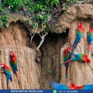 4-day Inkaterra Reserva Amazonica Lodge: all-inclusive Amazon experience in Tambopata with river transport, trail hikes, wildlife, and nature presentations.
