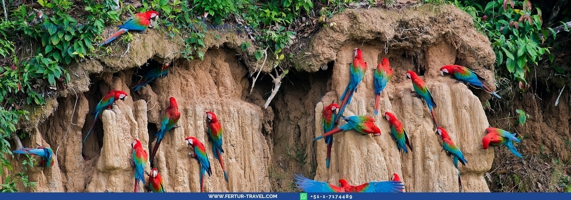 Colonia de guacamayos escarlata y de alas verdes sobre una colpa de arcilla en la Reserva Amazónica de Tambopata — el espectáculo natural que usted presenciará durante su estadía en Inkaterra Reserva Amazónica Lodge en este tour de 4 días por Madre de Dios.