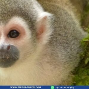 Posada Amazonas Lodge - 4 days in Tambopata