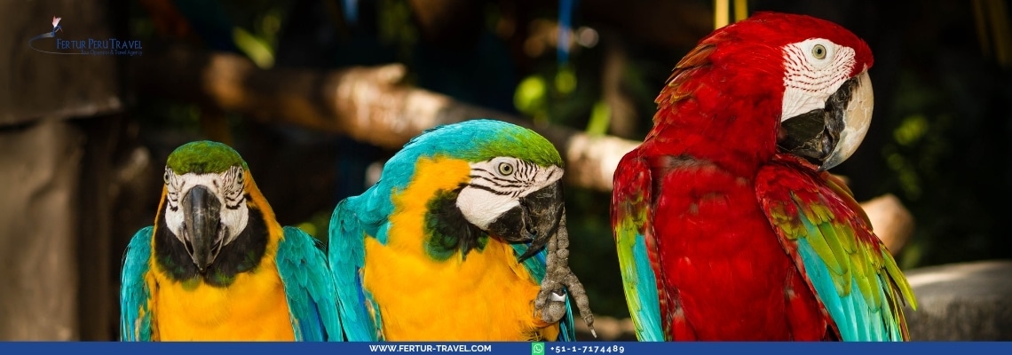 Tres guacamayos de vivos colores —azul, amarillo y escarlata— fotografiados en la exuberante selva amazónica de Iquitos, Perú — la extraordinaria fauna que usted podrá observar de cerca durante su estadía en el ExplorNapo Lodge en este tour de 4 días.