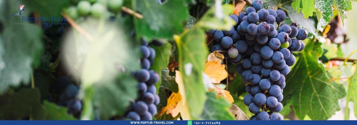 Mendoza Wine Tours Argentina: Visitas a viñedos, catas de Malbec, visitas a bodegas en las estribaciones de los Andes | Experimenta la principal región vinícola de Argentina con guías expertos y una auténtica inmersión en la cultura del vino.