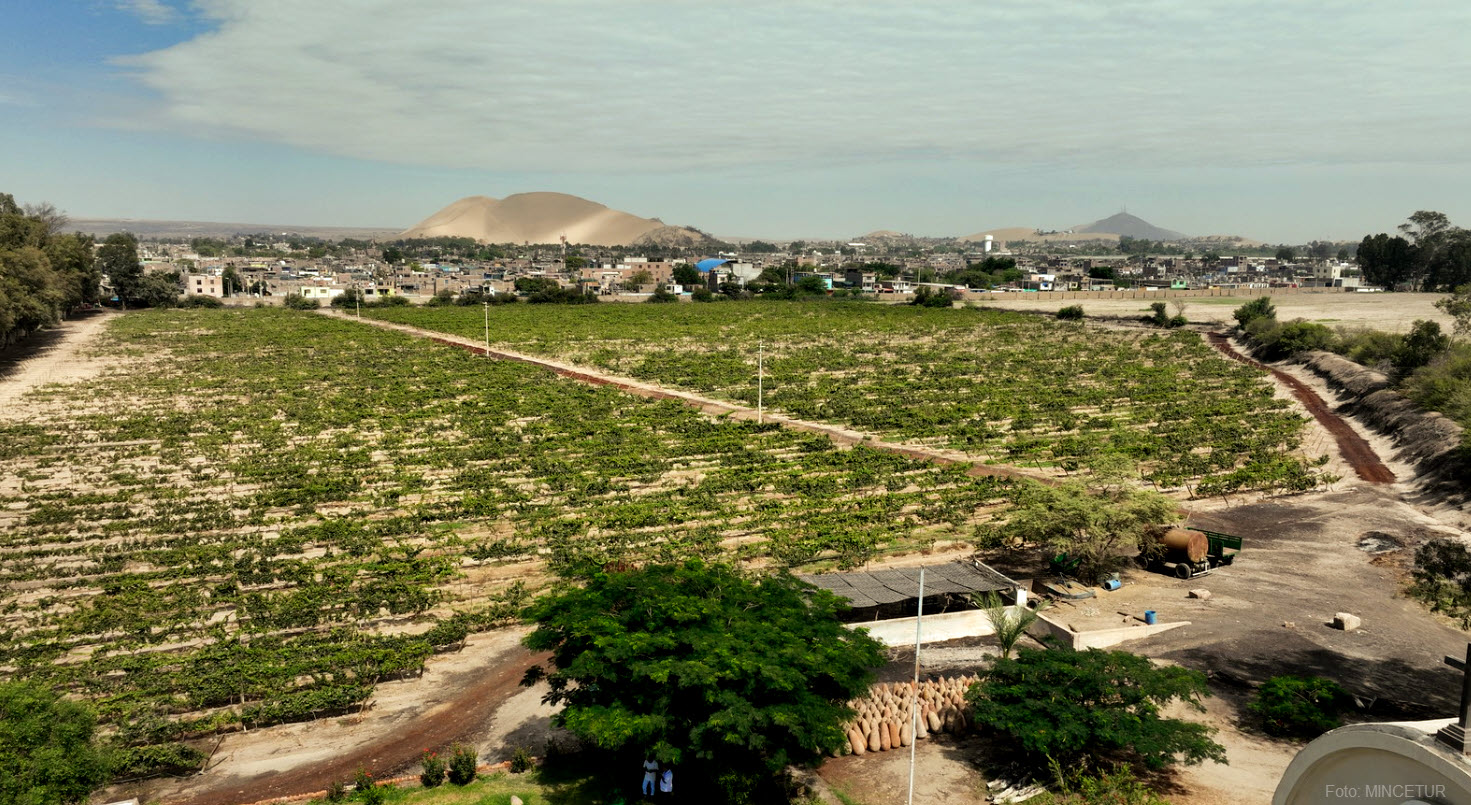 Viñedo: cultivando uvas quebranta para Pisco en Ica - Perú