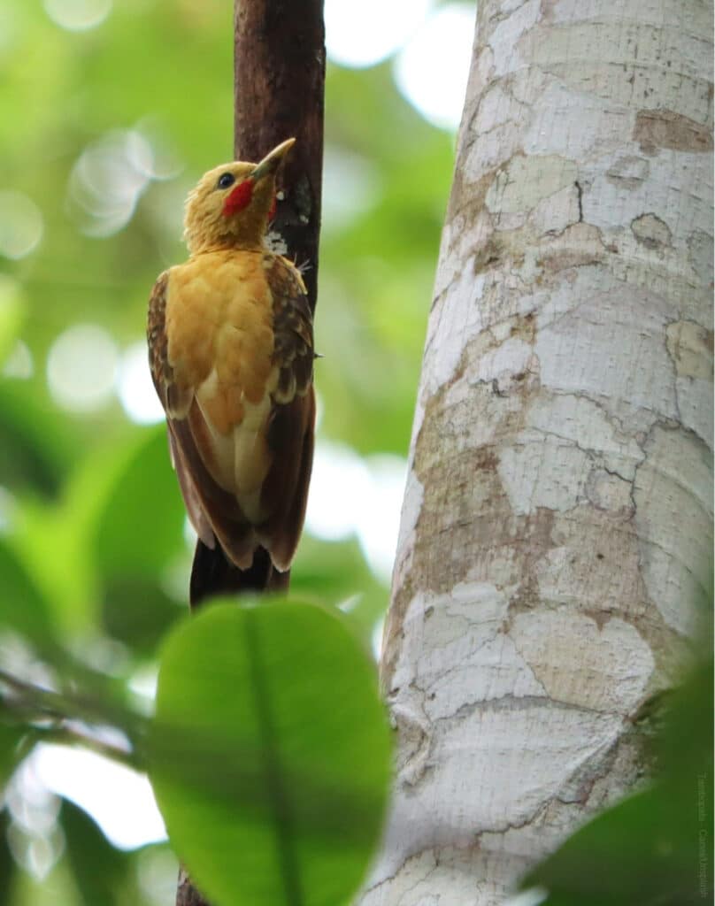 Trepador de garganta canela (Dendrexetastes rufigula) trepando por el tronco de un árbol en la selva amazónica de la Reserva Nacional Tambopata, Madre de Dios, Perú.