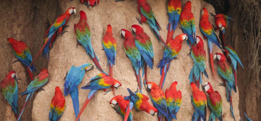 Guacamayos escarlata y guacamayos azul y amarillo concentrados en una colpa a orillas del río en Tambopata, Perú.s