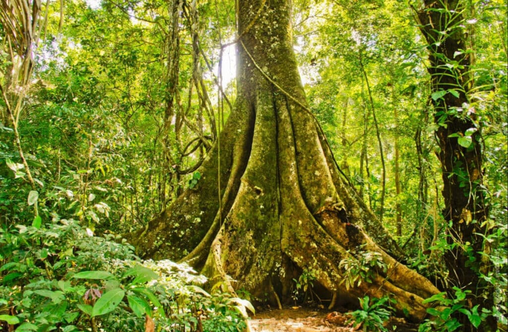 Árbol gigante de shihuahuaco con masivas raíces tabulares en la selva amazónica de Tambopata, Perú.