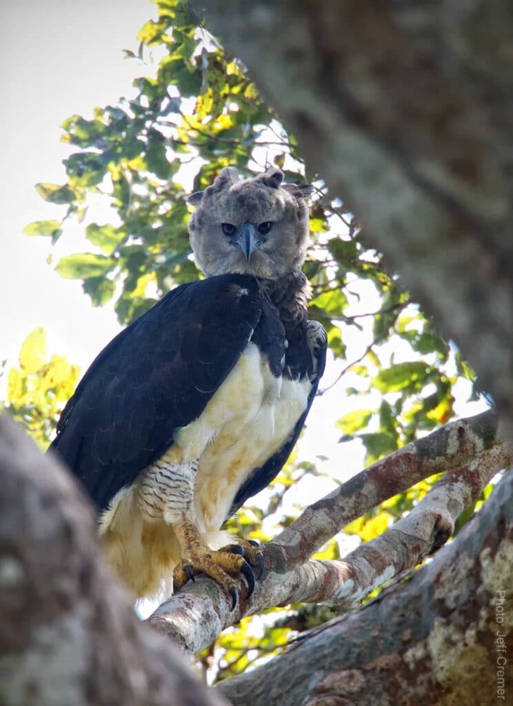 Águila harpía (Harpia harpyja) posada en la rama de un árbol en la Reserva Nacional Tambopata, selva amazónica, Perú — fotografiada por Jeff Cremer.