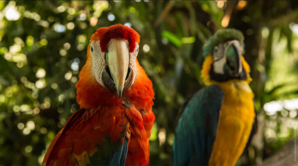 Guacamayo escarlata y guacamayo azul y amarillo posados juntos en la Reserva Nacional Tambopata, Perú.