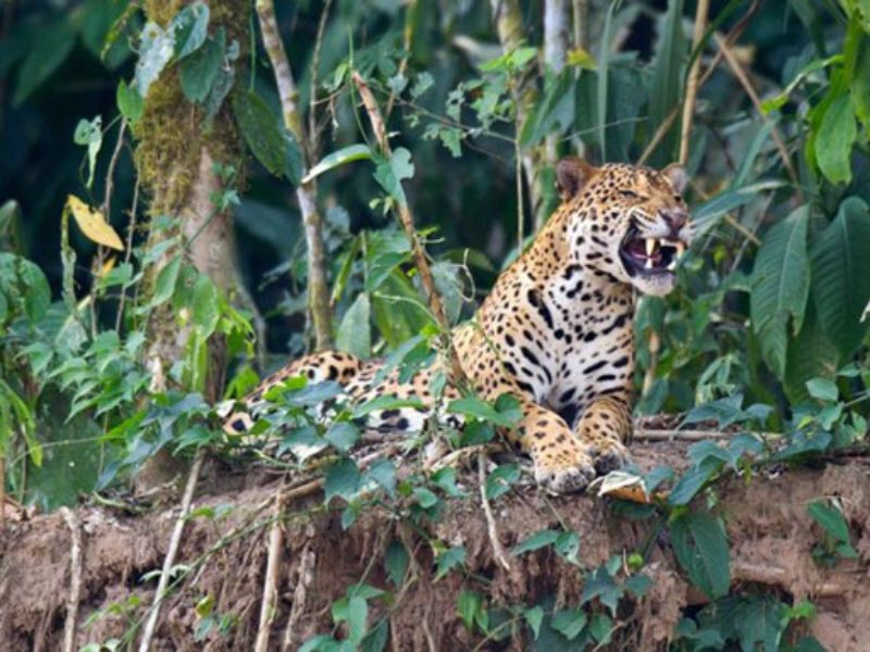 Jaguar spotted and photographed in the wild in Madre de Dios, Peru, by Jeff Cremer