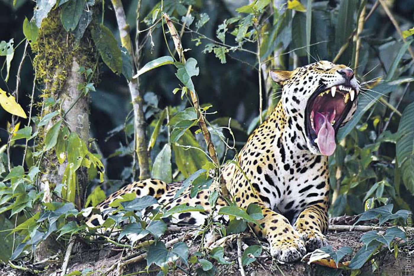 Jaguar avistado y captado en cámara por el fotógrafo de vida silvestre Jeff Cremer.