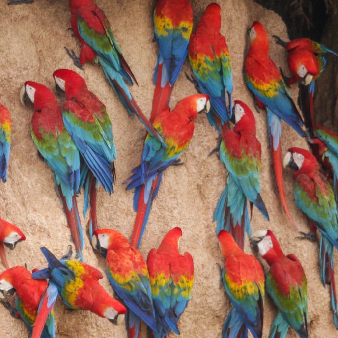 Scarlet macaws and blue-and-yellow macaws clustered at a clay lick riverbank in Tambopata, Peru