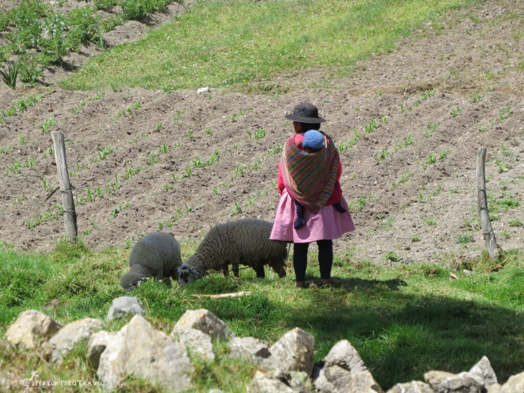 A Quechua mother carries her baby in a traditional woven shawl while tending sheep in the fertile farmlands of Peru's Mantaro Valley near Huancayo.