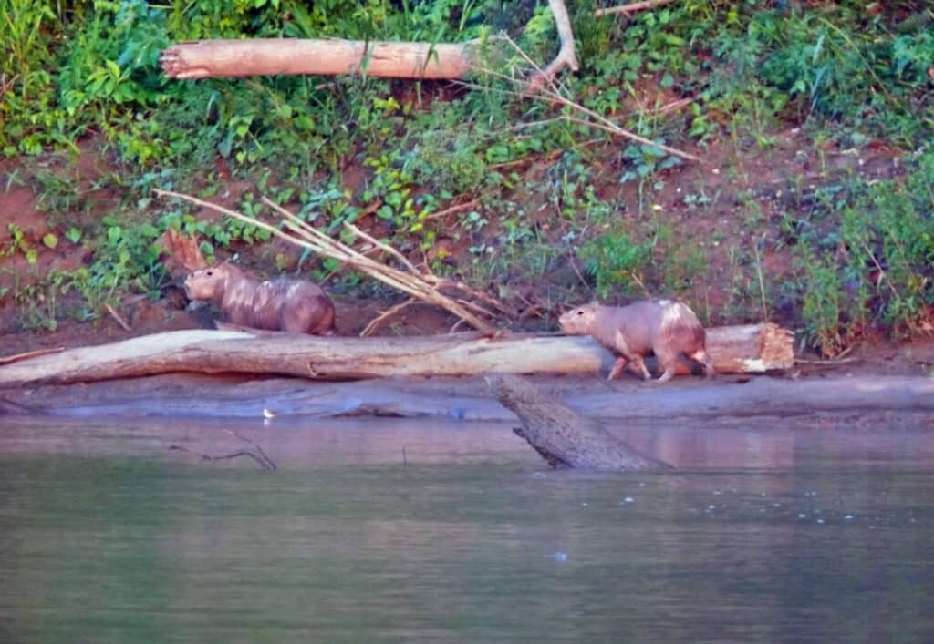 Two tapirs walking along the riverbank in Manu National Reserve, Madre de Dios, Peru