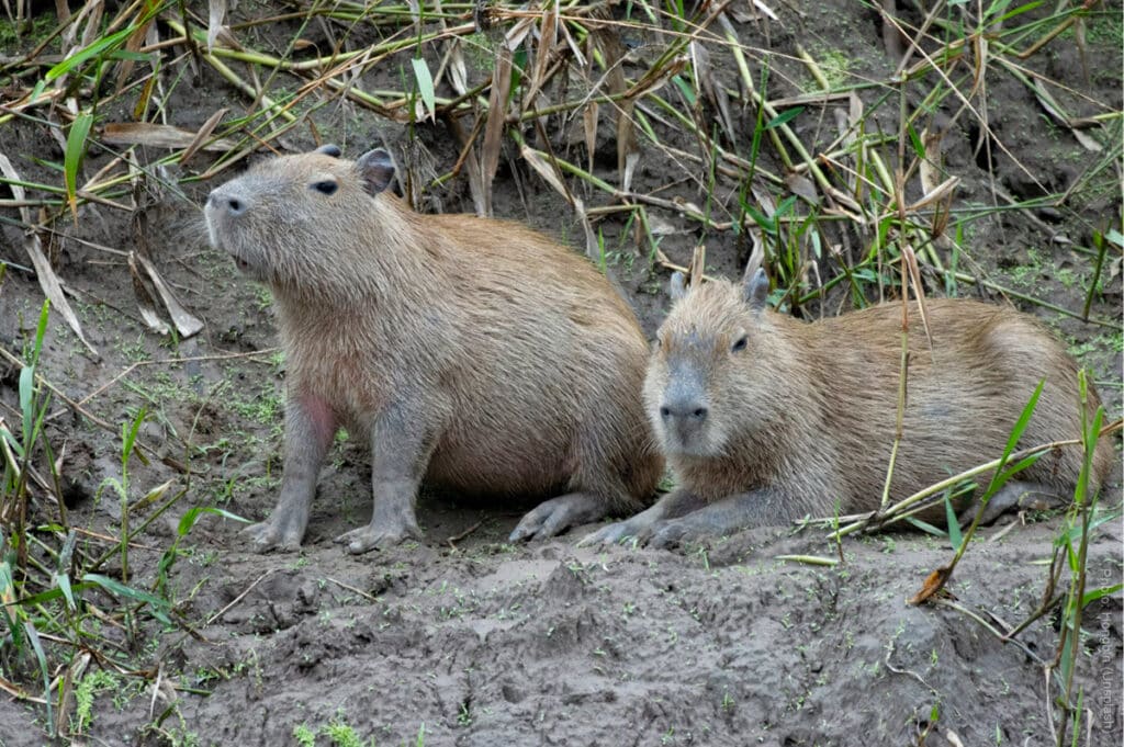 Dos carpinchos descansando en la orilla lodosa del río Tambopata, Madre de Dios, Perú.