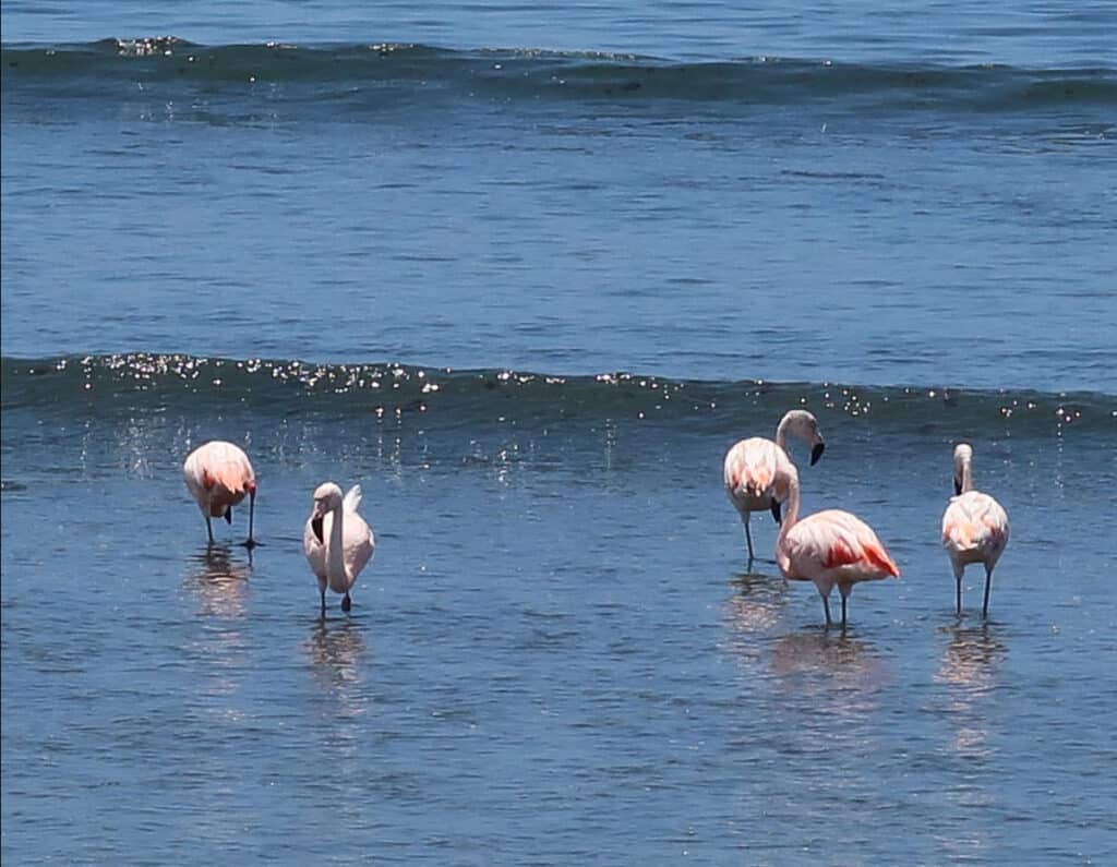 Flamencos vadando en las aguas poco profundas de la Reserva Nacional de Paracas, Ica, Perú.