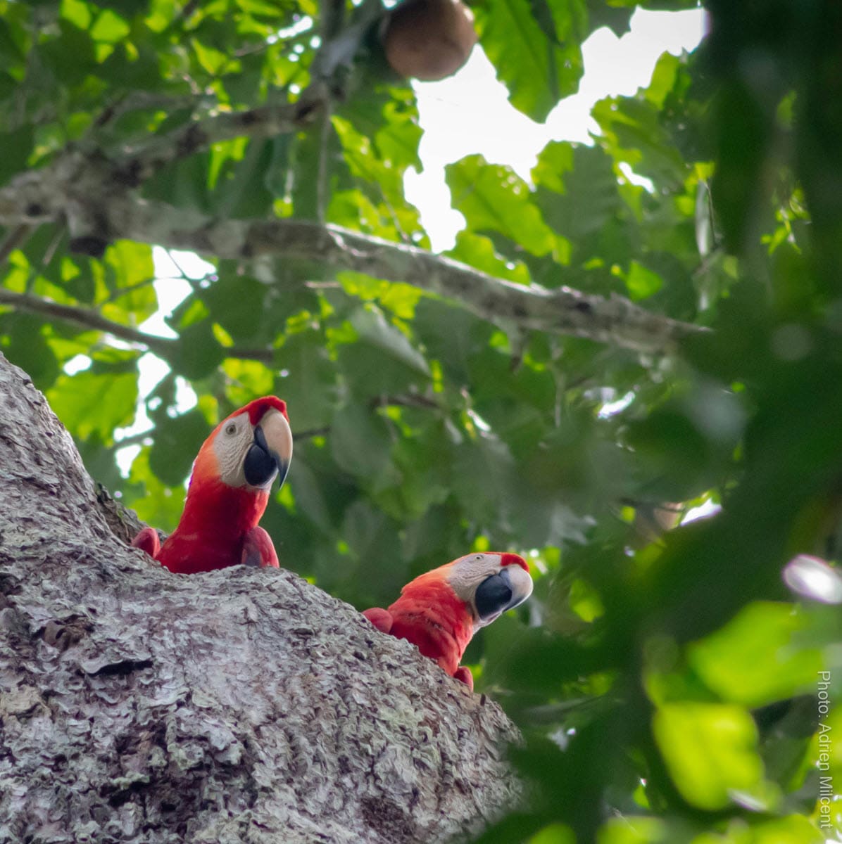 Una pareja de guacamayos en la orilla del Lago Sandoval, Madre de Dios, Perú