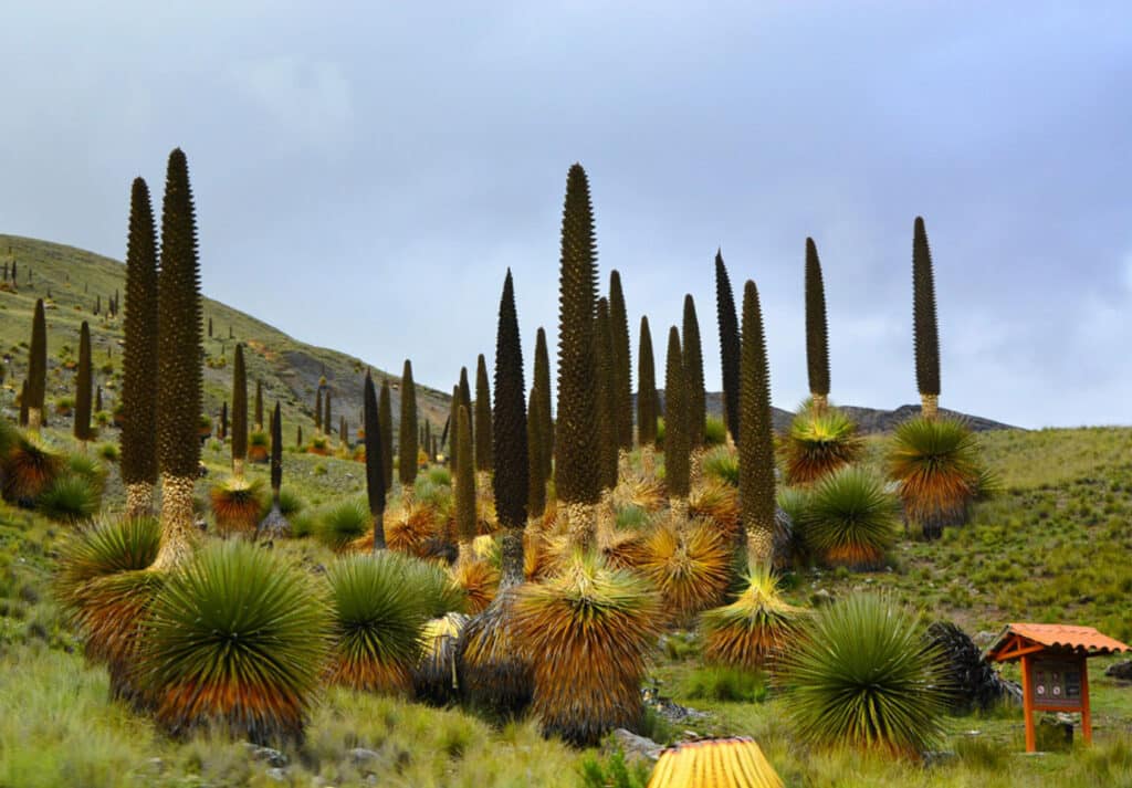 Colonia de plantas de Puya raimondii en plena floración dentro del Parque Nacional Huascarán, Perú, con sus imponentes espigas florales elevándose sobre bases en roseta espinosa en el paisaje de la puna andina.