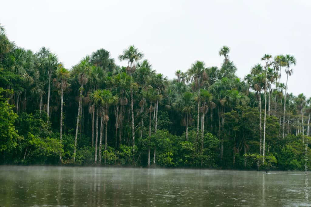 The Tambopata River flanked by tall moriche palm trees (aguaje) and dense Amazon rainforest, Madre de Dios, Peru